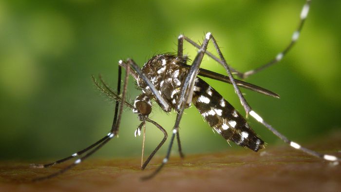 Dengue tem tudo a ver com calor, mostra pesquisa em MG - 1