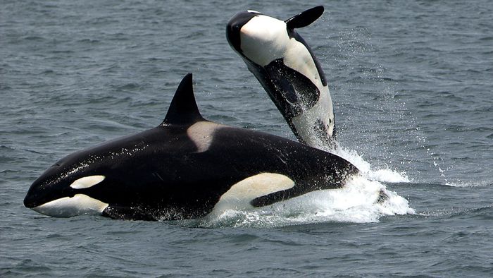 Menopausa faz com que orcas fêmeas vivam mais que os machos - 1