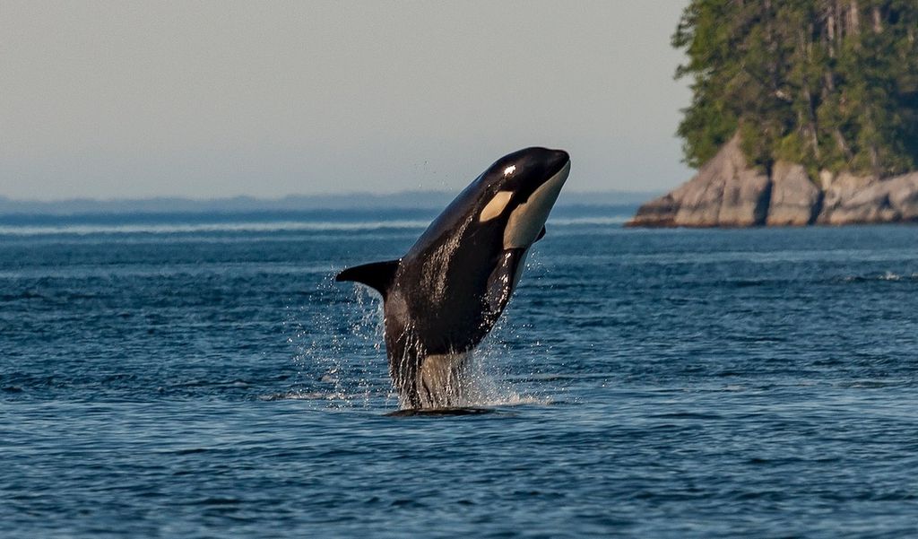 Menopausa faz com que orcas fêmeas vivam mais que os machos - 2