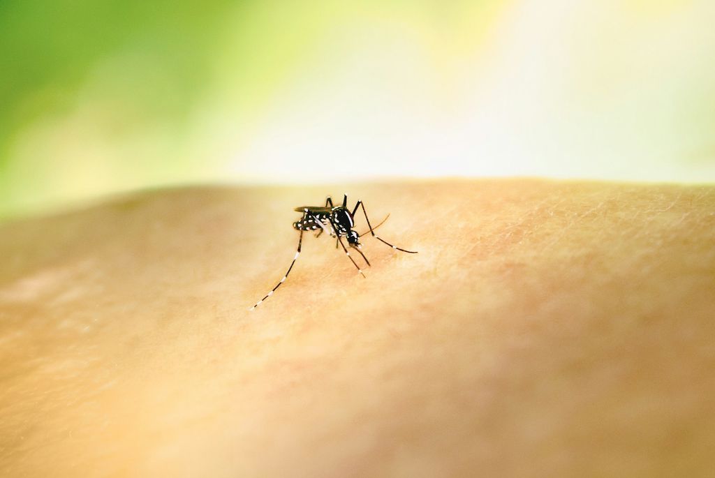 Pegar covid e dengue ao mesmo tempo pode ser fatal - 2