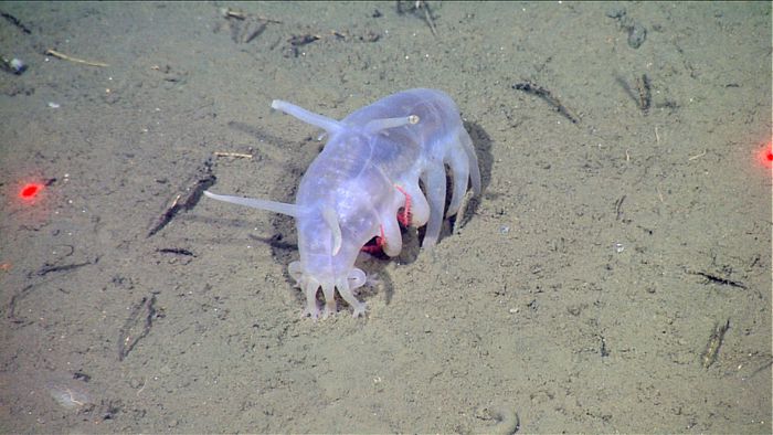 Porco-do-mar, a bizarra criatura descoberta por expedicionários - 1