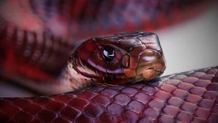 Qual é a diferença entre cobra e serpente? - 1