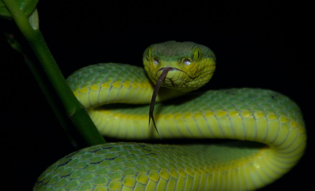 Qual é a diferença entre cobra e serpente? - 2