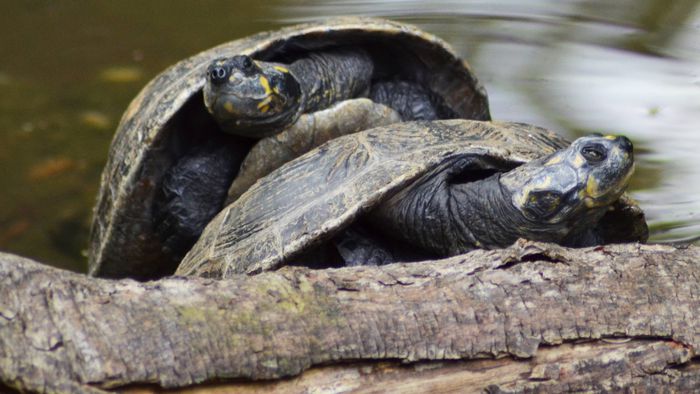 Qual é a diferença entre tartaruga, cágado e jabuti? - 1