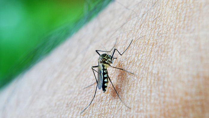 Saiba diferenciar mosquitos parecidos com o da dengue - 1
