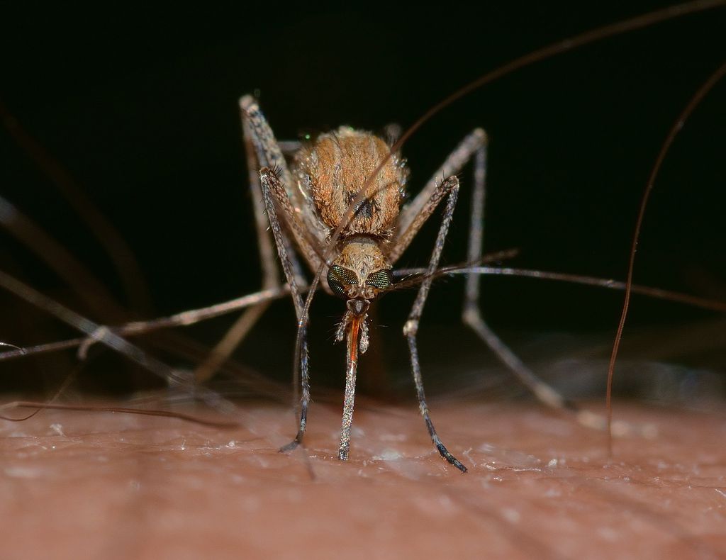 Saiba diferenciar mosquitos parecidos com o da dengue - 2