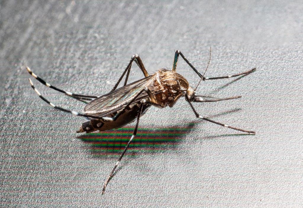 Saiba diferenciar mosquitos parecidos com o da dengue - 5
