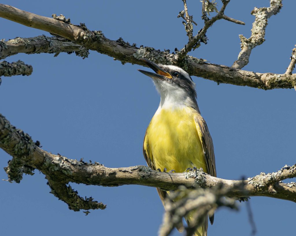 Canto dos pássaros durante o sono ajuda a decifrar seus sonhos - 2