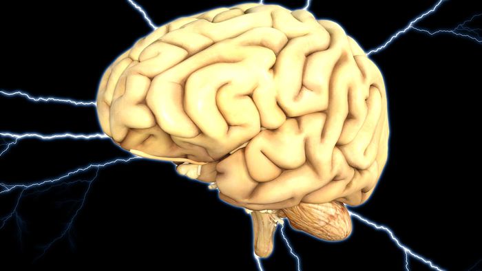 Cerebelo mostra função inédita em novo estudo - 1