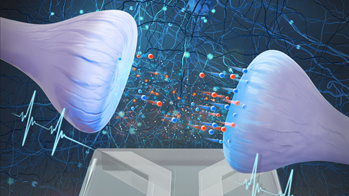 Cientistas replicam célula e sinapses cerebrais usando água e sal - 1