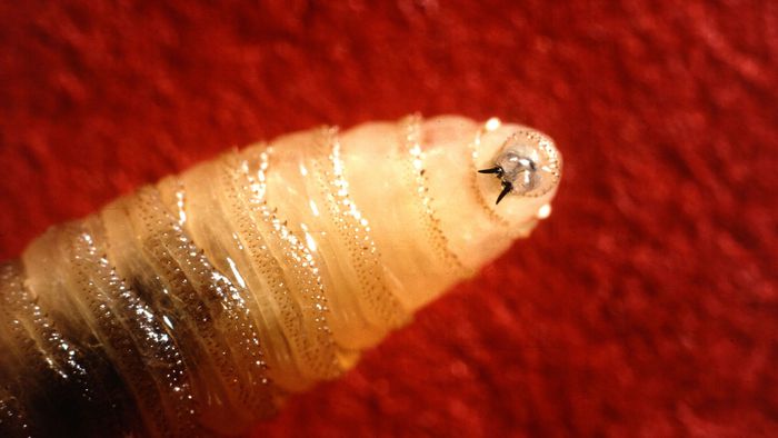 Larvas da bicheira levam Costa Rica a decretar emergência - 1