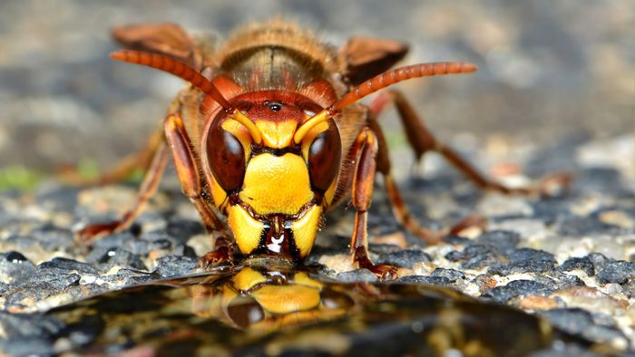 Molécula presente no veneno das vespas pode controlar epilepsia - 1