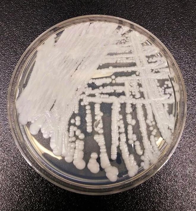 Nanopartículas do Butantan combatem fungos que afetam humanos e plantas - 2