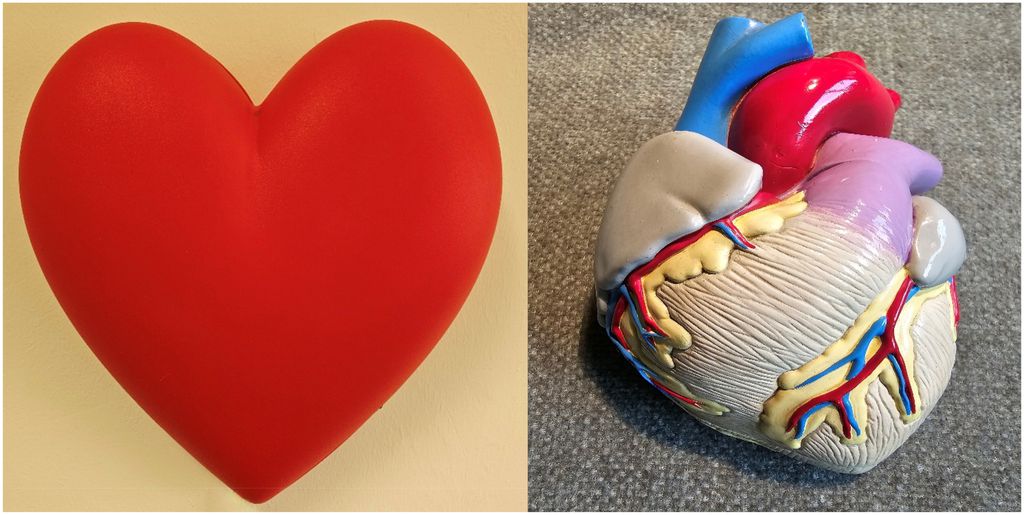 Por que o símbolo de coração não tem nada a ver com o órgão? - 2