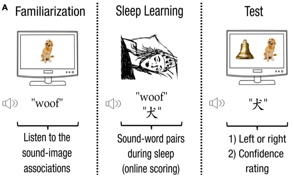 Técnica permite aprender novo idioma durante o sono - 2