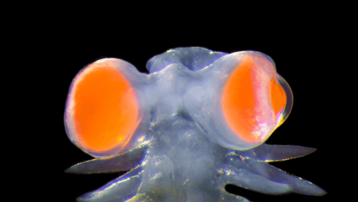 Vermes marinhos têm olhos gigantes e enxergam luz ultravioleta - 1