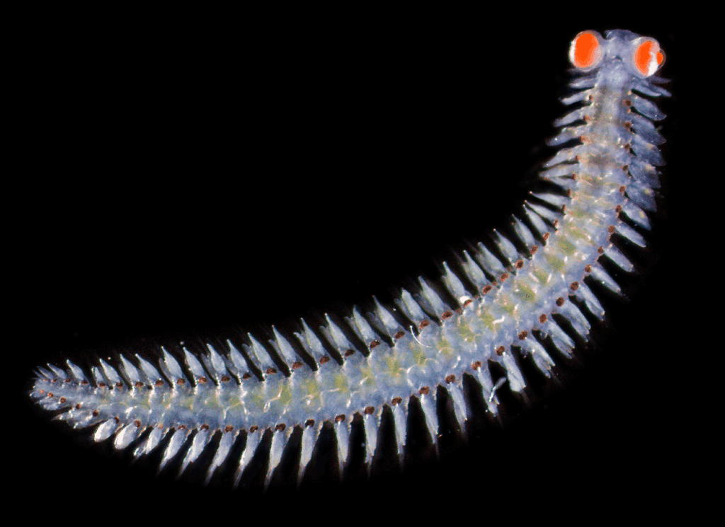 Vermes marinhos têm olhos gigantes e enxergam luz ultravioleta - 2