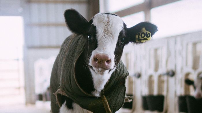 Após gripe aviária infectar vacas, OMS avalia risco para humanos - 1