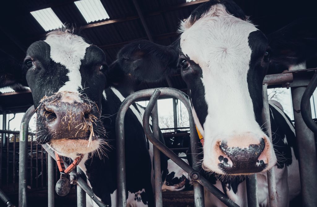 Após gripe aviária infectar vacas, OMS avalia risco para humanos - 2
