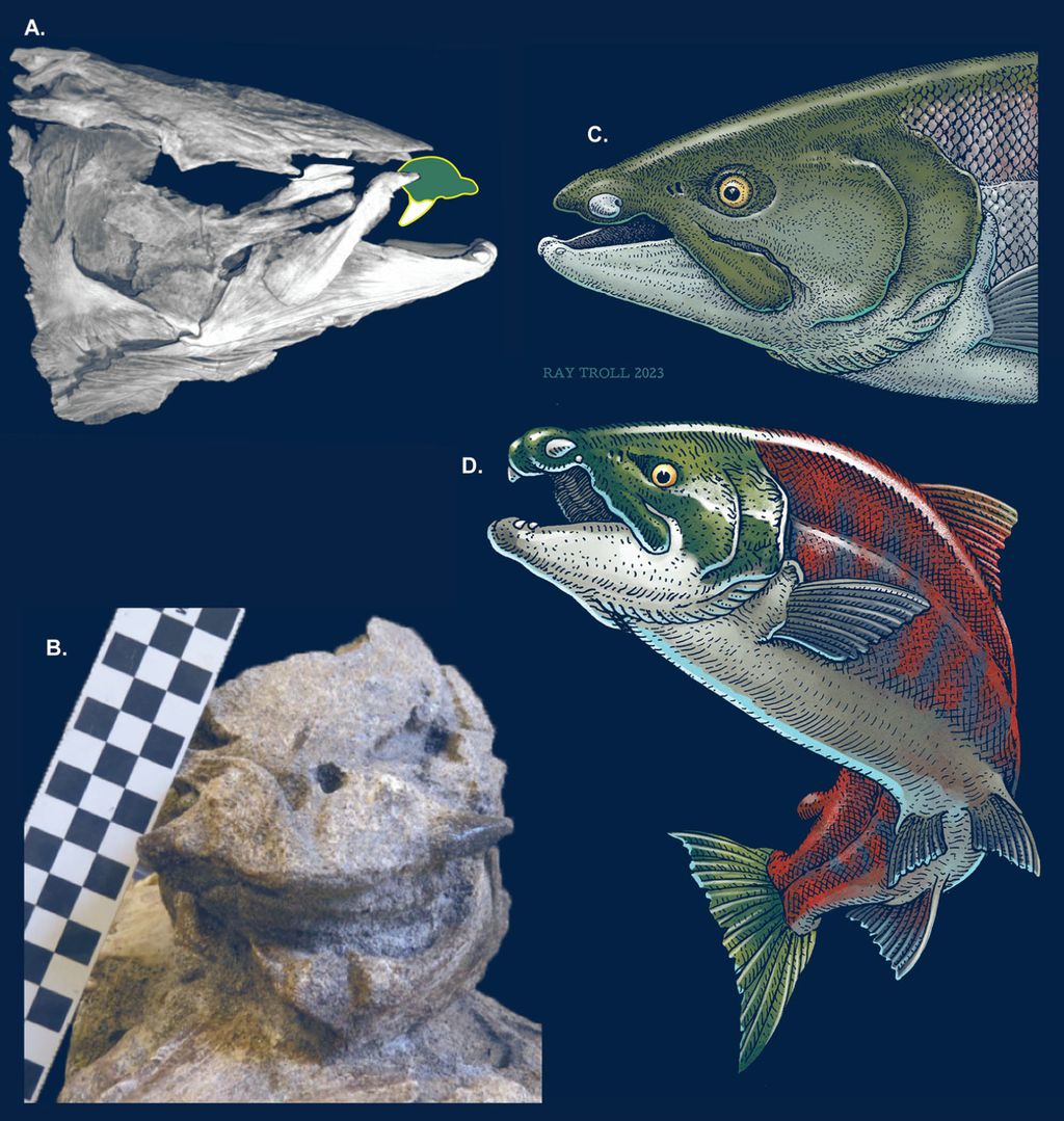 O salmão-dentes-de-sabre em visões lateral e frontal junto de representações artísticas de como teria sido a espécie (Imagem: Claeson et al./PLOS One)