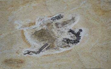 Brasília (DF) 12/06/2023 - O Ministério da Ciência, Tecnologia e Inovação cerimônia de repatriação do fóssil Ubirajara jubatus para o Brasil. O fóssil viveu há 110 milhões de anos na região do Geoparque do Araripe, entre os estados do Ceará, Pernambuco e Piauí. Levada para a Alemanha por pesquisadores estrangeiros nos anos 1990, a relíquia estava no Museu Estadual de História Natural Karlsruhe. No retorno ao Brasil, o fóssil fará parte do acervo do Museu de Paleontologia Plácido Cidade Nuvens, que pertence à URCA, na cidade de Santana do Cariri (CE).
Foto: Joédson Alves/Agência Brasil