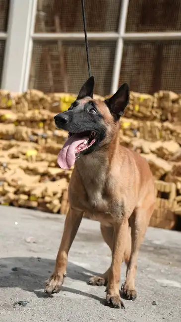08/04/2026 - Polícia Militar apreende 48 toneladas de Drogas no Complexo da Maré. Foto: PMERJ/Divulgação